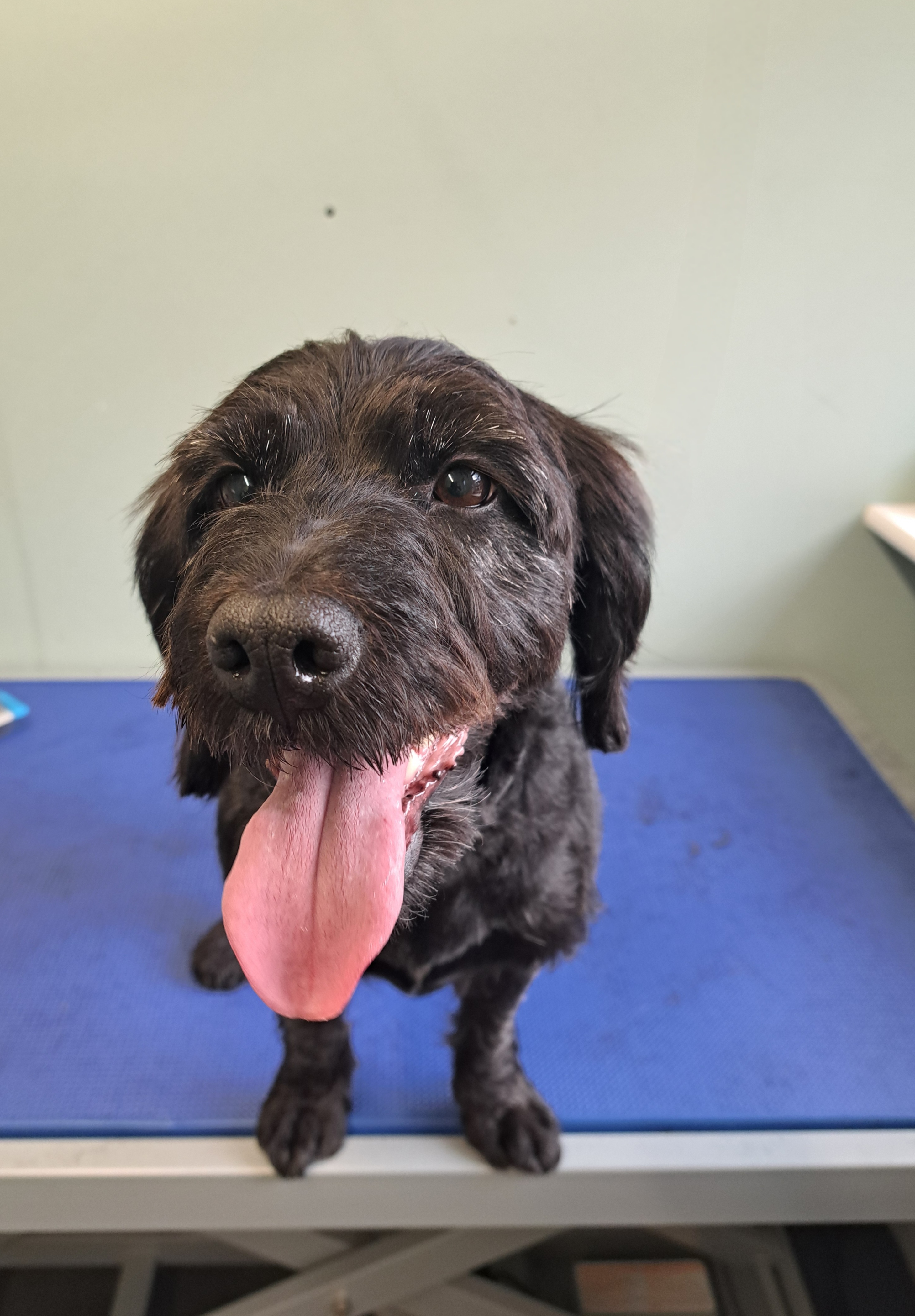 Happy mixed breed dog after professional grooming at 4 Paws Lightwater