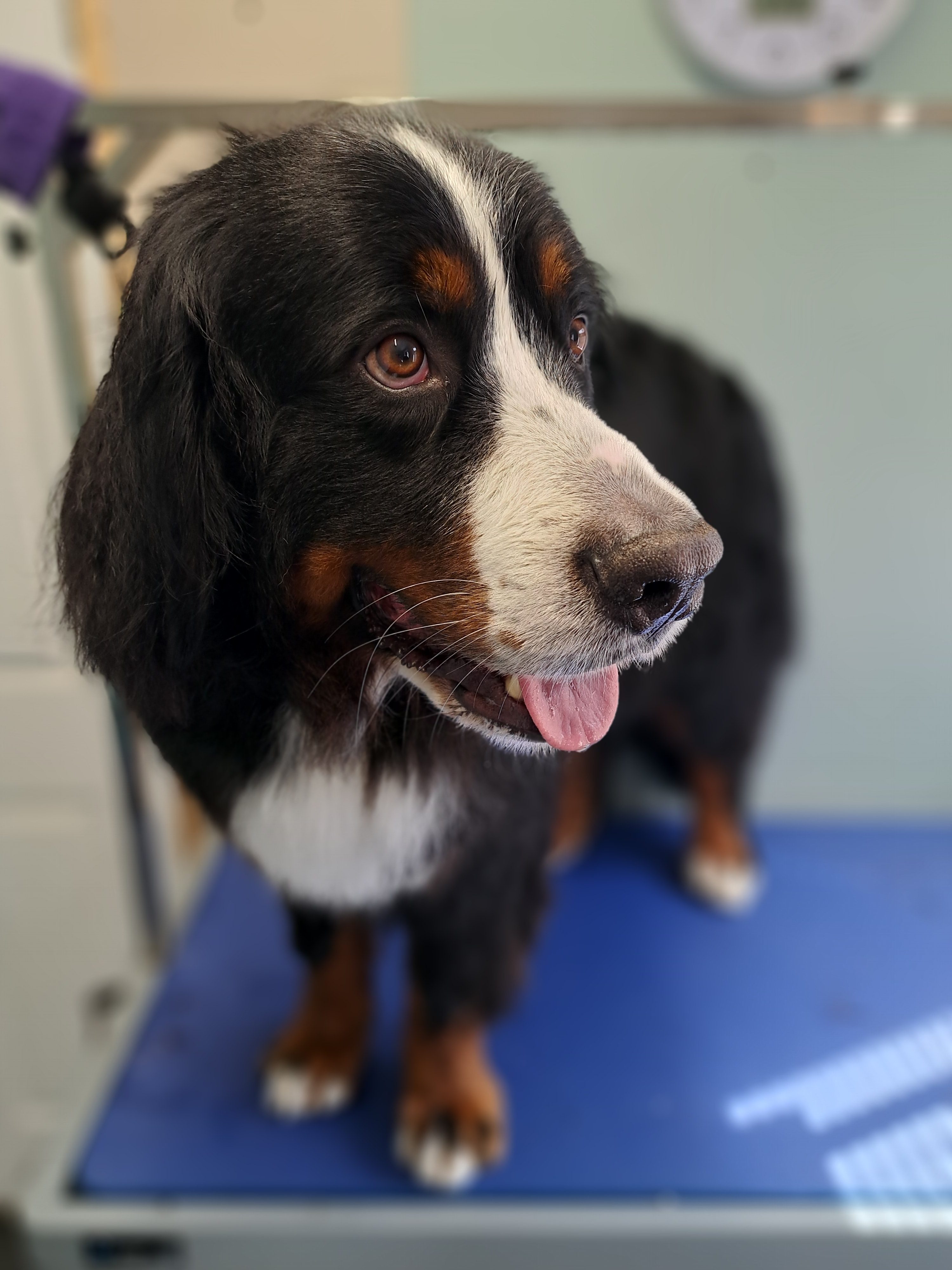 Bernese Mountain Dog grooming services in Lightwater Surrey