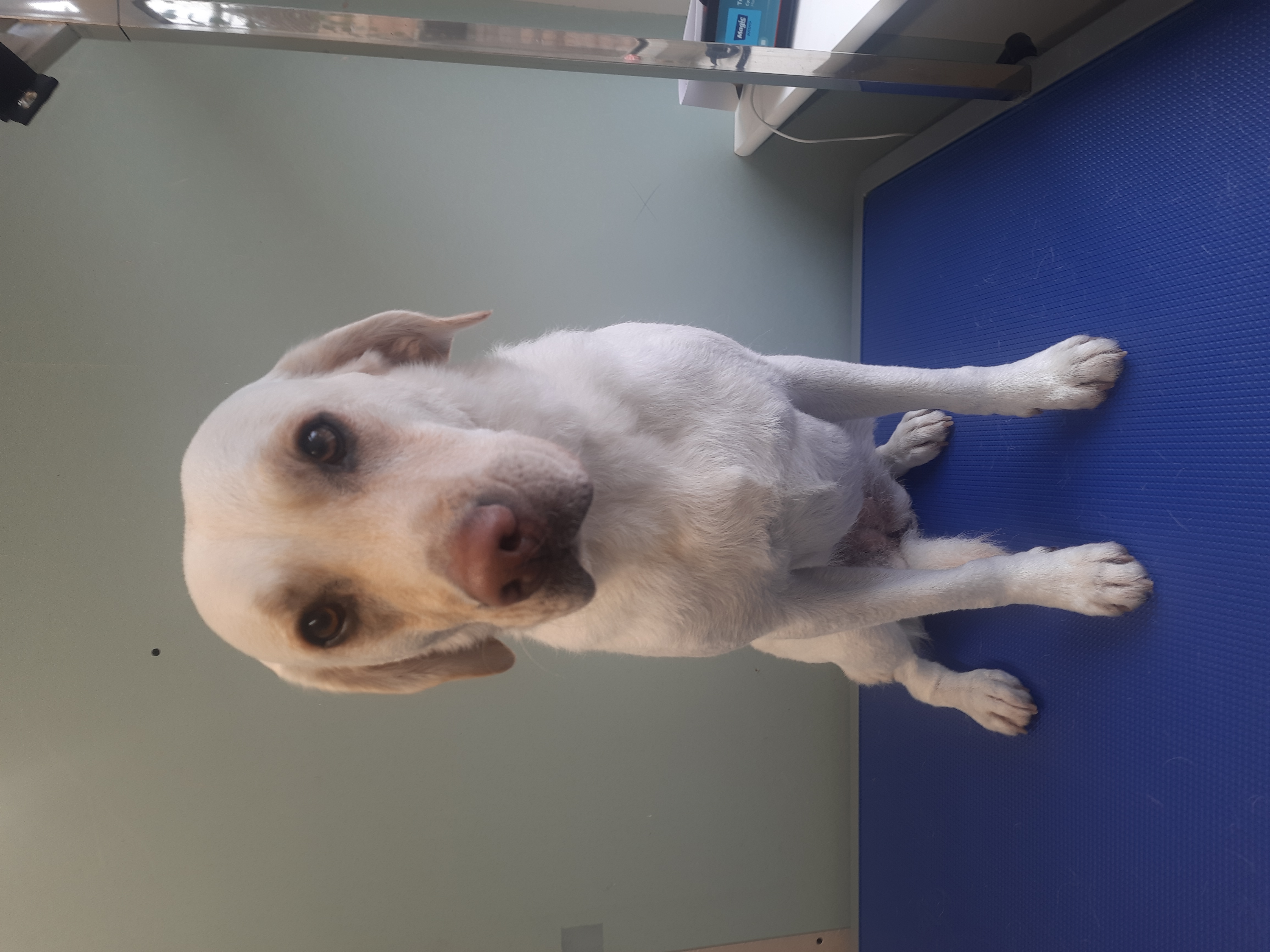 Labrador dog grooming Lightwater - professional pet care