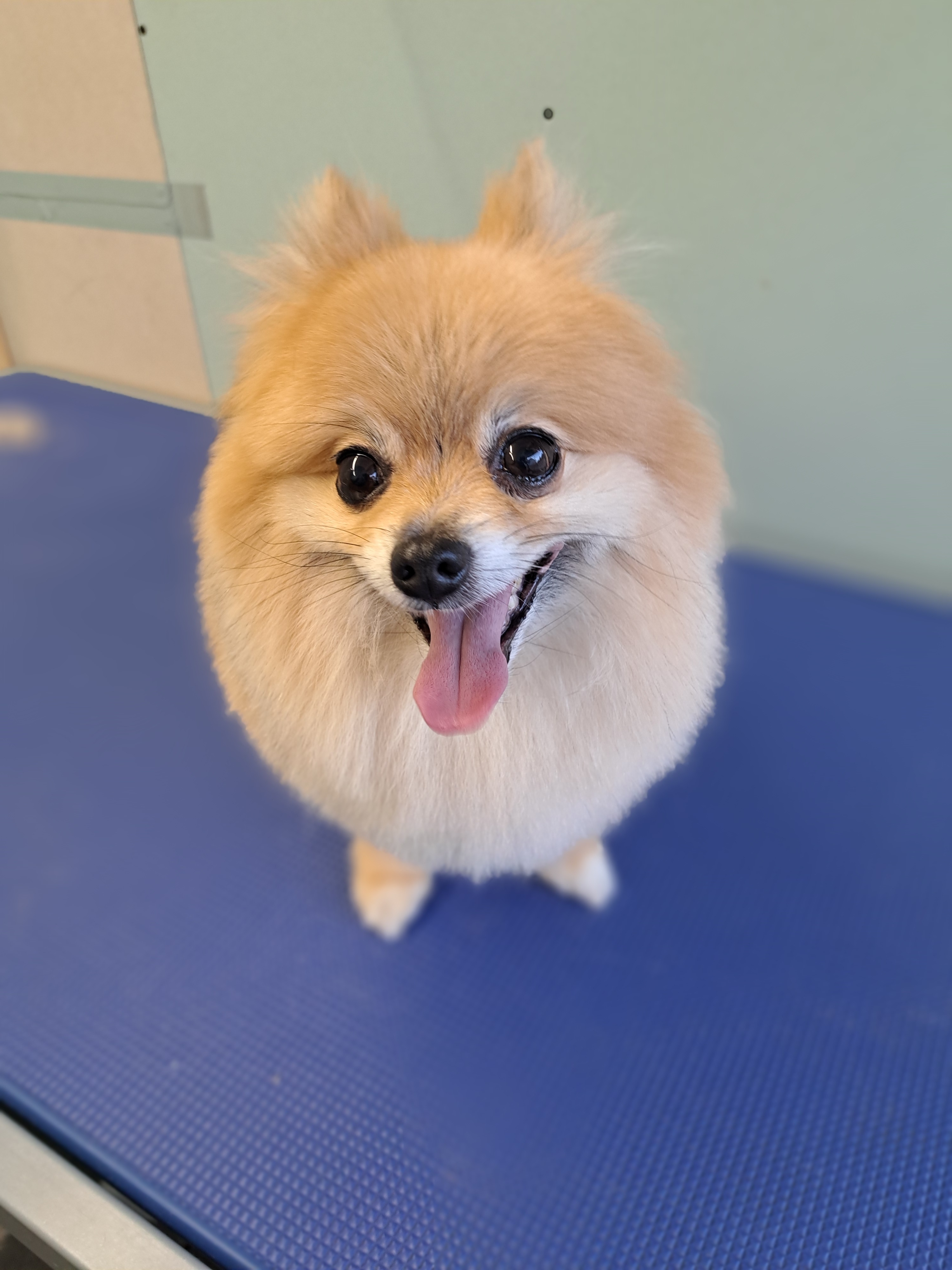 Pomeranian grooming Lightwater - small dog specialist