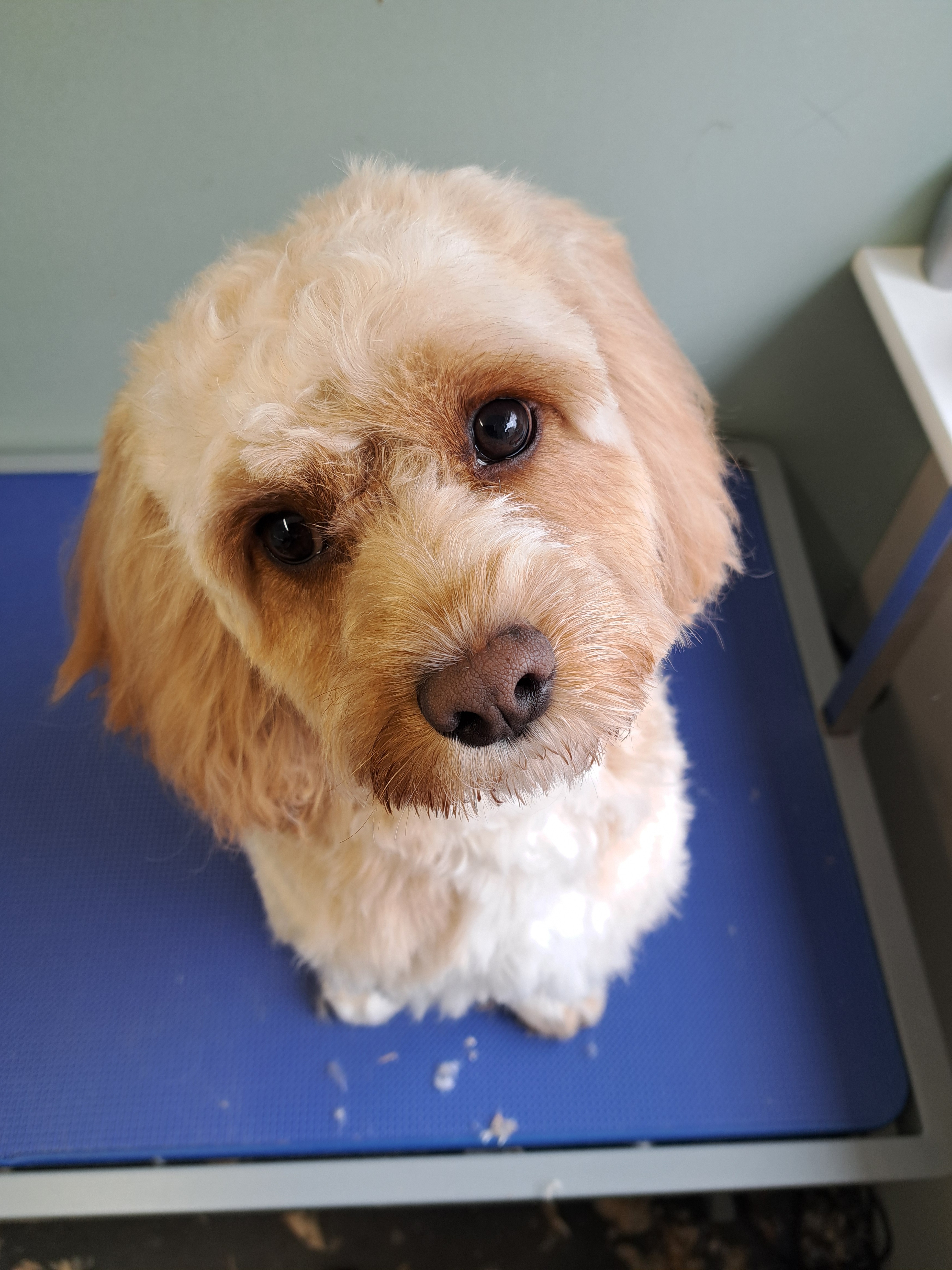 Small dog professional grooming Lightwater Surrey