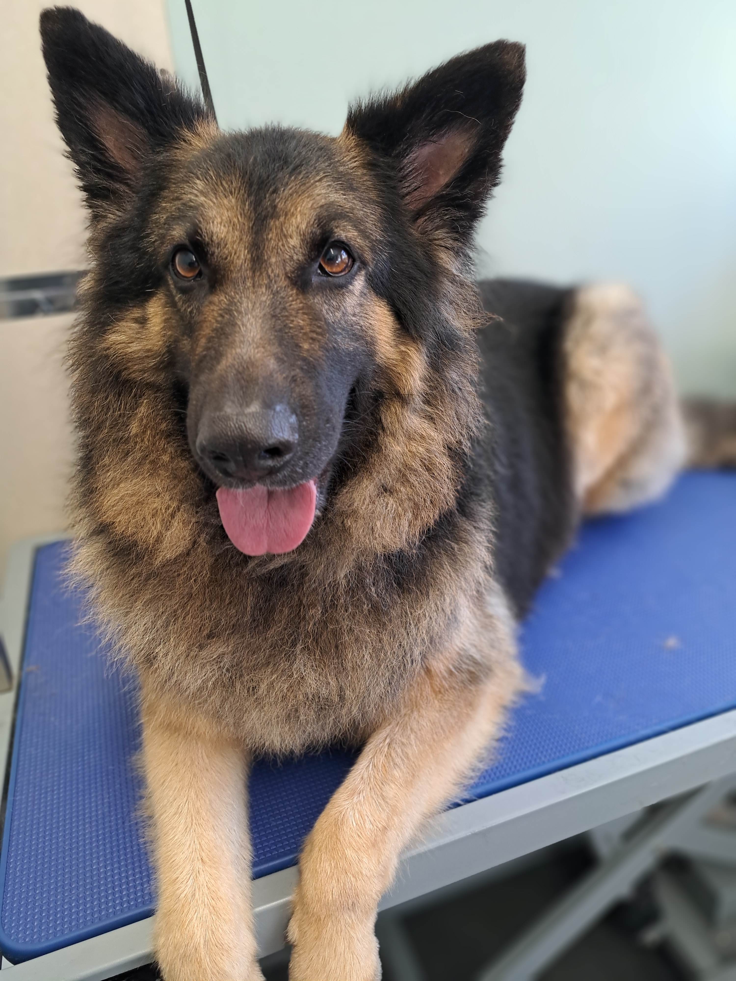 German Shepherd grooming services Lightwater - large dog care